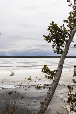 Lewis Lake YNP May 2025